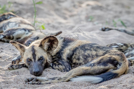 非洲野狗躺在南克鲁格公园的沙地上背景图片