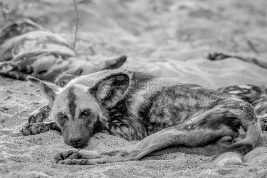 非洲野狗在南克鲁格公园黑白沙地躺在子里图片