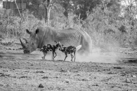 在南非克鲁格公园两只非洲野狗白的犀牛黑图片