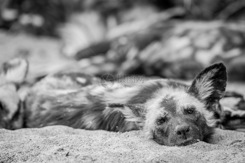 非洲野狗躺在沙地上南非克鲁格公园黑白地看摄影机图片