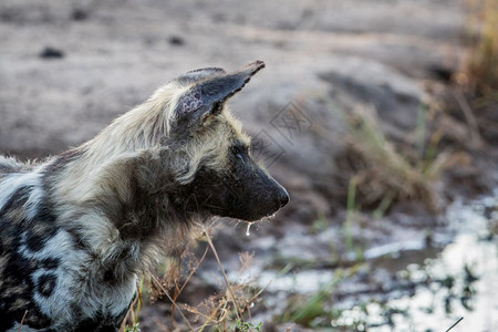 南非克鲁格公园一头非洲野狗的侧面简介图片