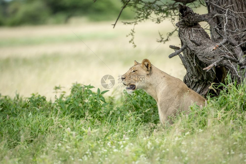 在博茨瓦纳中部卡拉哈里高草地的狮子座侧面形象图片