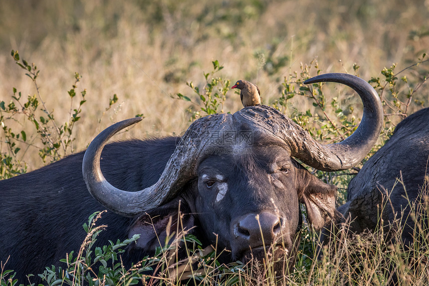 在南非克鲁格公园的摄像头上以红嘴牛为主的非洲水图片