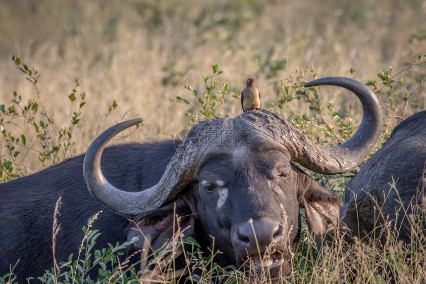 在南非克鲁格公园的摄像头上以红嘴牛为主的非洲水图片