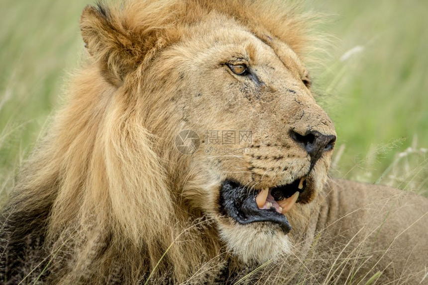 博茨瓦纳中部卡拉哈里的一头雄狮子侧面形象图片