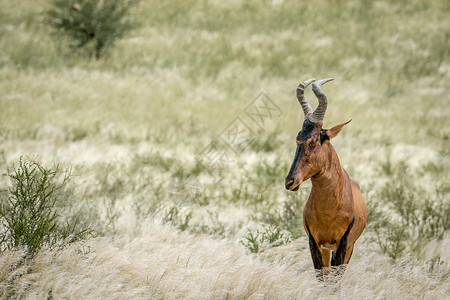 高鼻羚羊站在南非卡拉加迪横越边境公园高草地上最红的海拔背景