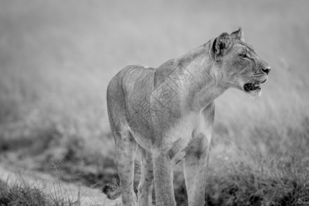 在博茨瓦纳中部卡拉哈里的黑白狮子侧面简介图片