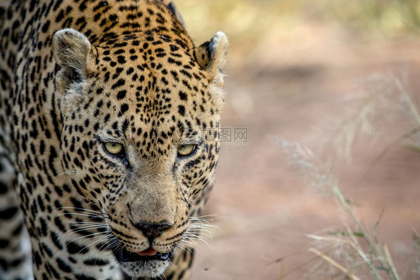 南非克鲁格公园一只雄豹头图片