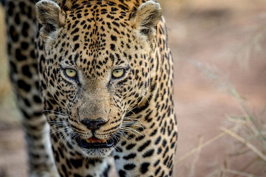 南非克鲁格公园一只雄豹头图片