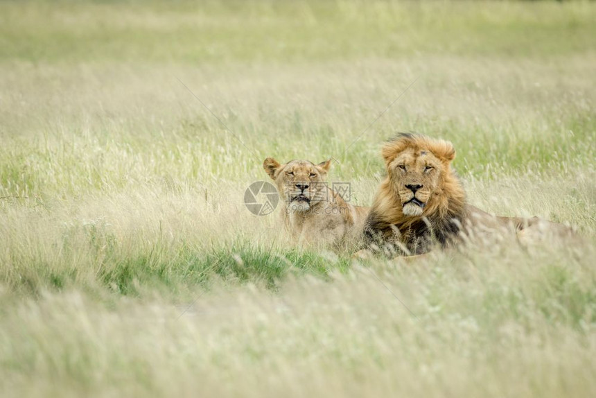 在博茨瓦纳中部卡拉哈里的草地上和狮子交配的一对图片