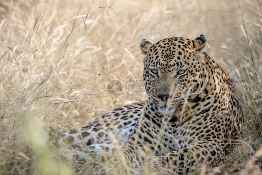 豹子躺在南非克鲁格公园的高草地上图片
