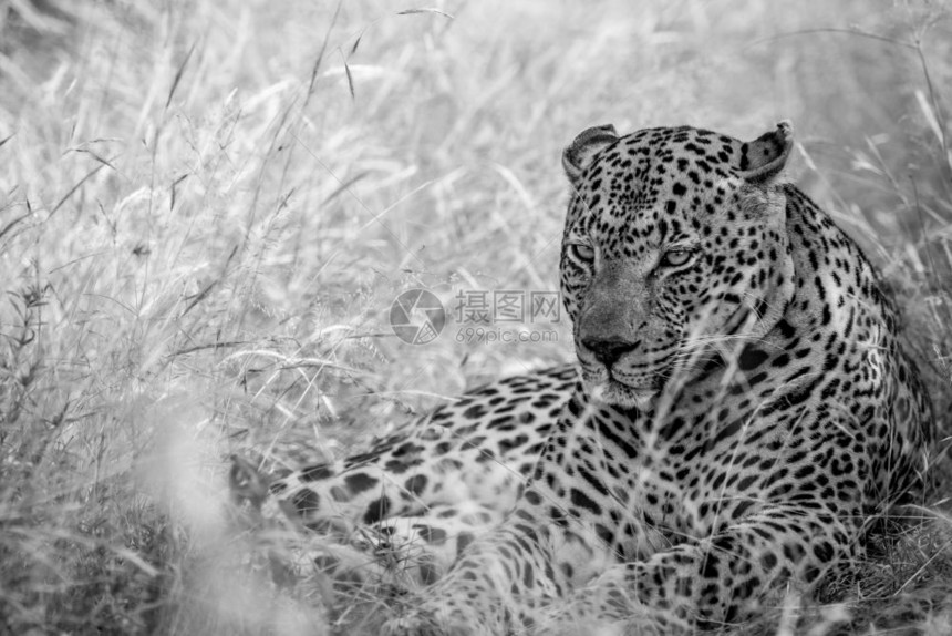 豹子在南非克鲁格公园的黑白高草地上躺着图片