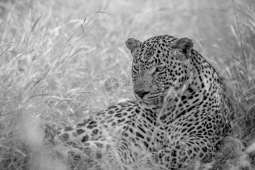 豹子在南非克鲁格公园的黑白高草地上躺着图片