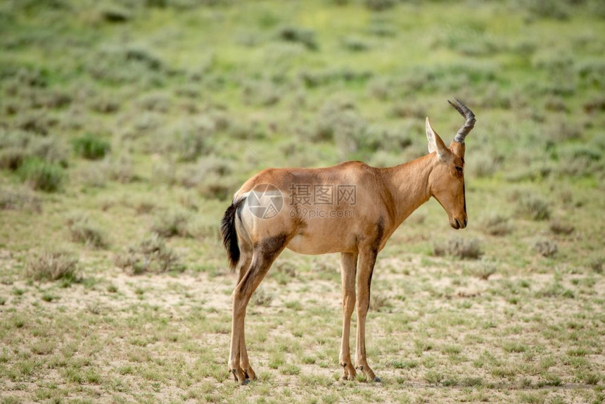 南非卡拉加迪横越边境公园的草地上最红帽动物图片