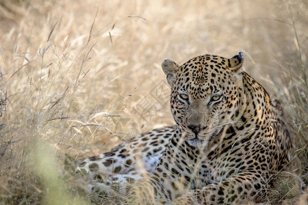 豹子躺在南非克鲁格公园的高草地上高清图片