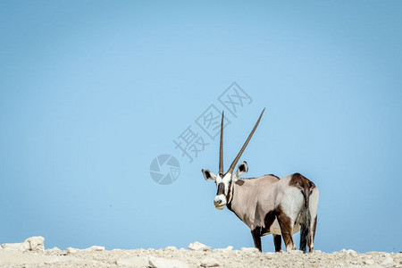 Oryx站在山脊上看着南非卡拉加迪横越边境公园图片