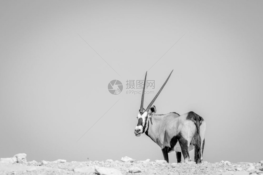 Oryx站在山脊上看着黑白在南非卡拉加迪横越边境公园的黑白背影图片