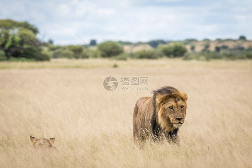 在博茨瓦纳中部Khalahari的草原上配对一狮子图片
