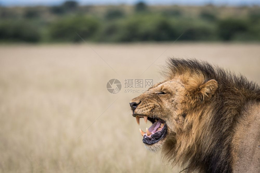 博茨瓦纳哈拉哈里中部打呵欠的狮子图片