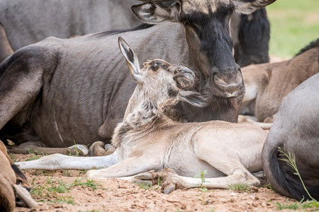 蓝野牛在南非卡拉加迪横越边境公园落地高清图片