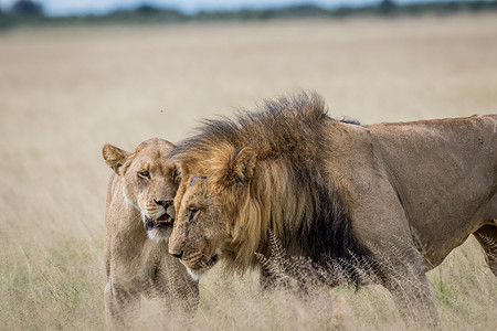 在博茨瓦纳中部哈拉哈里的草原上的一对狮子图片