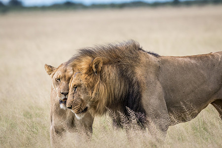 在博茨瓦纳中部Khalahari的草原上配对一狮子高清图片
