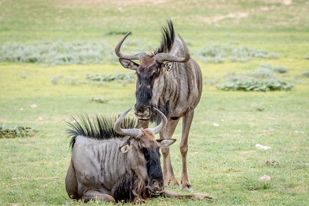 南非卡拉加迪跨越边境公园的草地上有两个蓝野兽高清图片