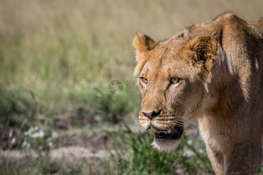 博茨瓦纳中Khalahari市一名年轻男狮子的侧面简介图片