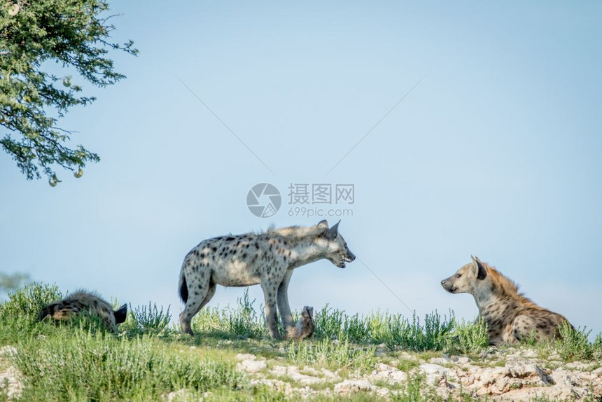 在南非卡拉加迪横越边境公园的一个山脊上三只斑点的土狼图片