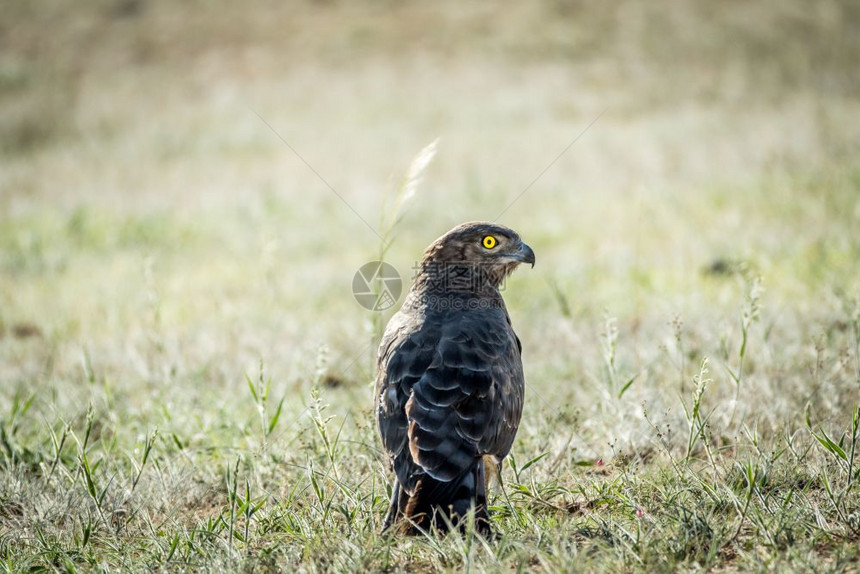 南非卡拉加迪跨边界公园的草地上站着少年黑洞蛇鹰图片