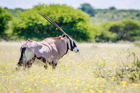Gemsbok在博茨瓦纳中Khalahari的长草侧面图图片