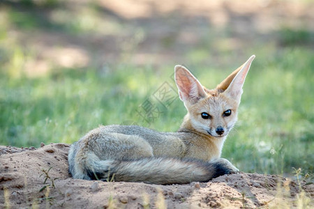 保守国家秘密Capefox躺在南非卡拉加迪横越边境公园的沙地上背景