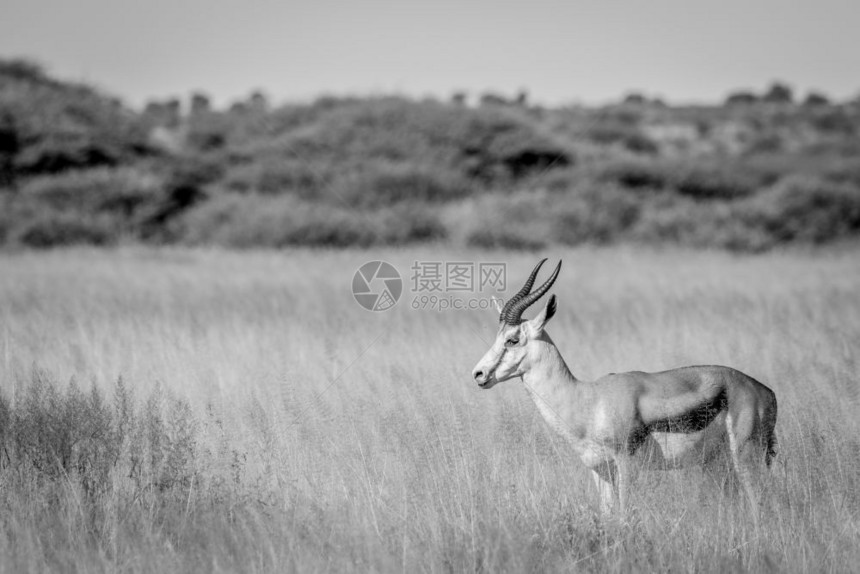 博茨瓦纳中部Khalahari的黑白长草丛中春博克的侧面图图片