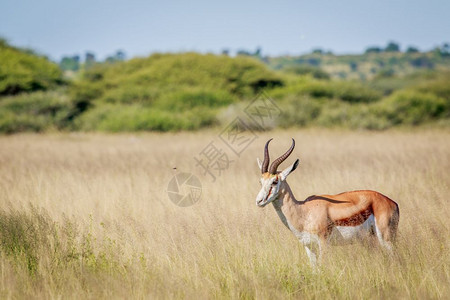 博茨瓦纳中部Khalahari的长草中Springbok的侧面图图片