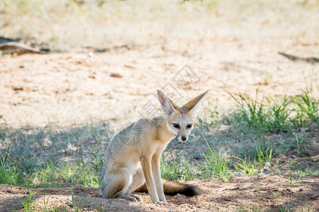 狐狸角坐在沙地上南非卡拉加迪横越边境公园图片