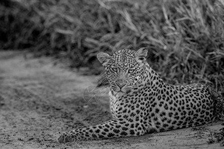 在博茨瓦纳中部Khalahari的黑白沙滩上躺着豹子图片