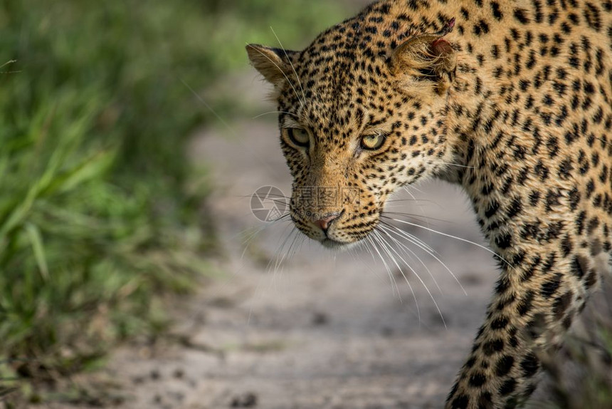 在博茨瓦纳中部Khalahari的豹头上贴近图片