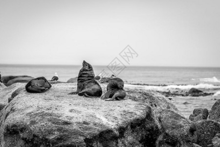 南非黑白的海豹坐在大洋的一块岩石上图片