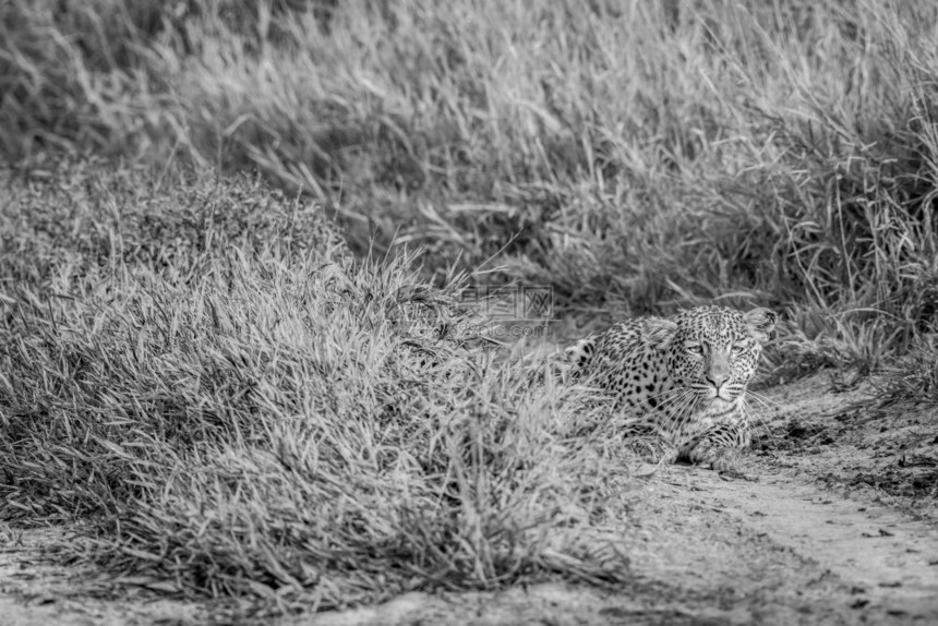 在博茨瓦纳中部Khalahari的黑白豹跟踪图片