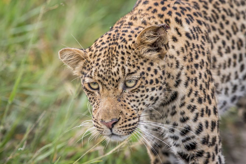 在博茨瓦纳中部Khalahari一个豹头的贴近处图片