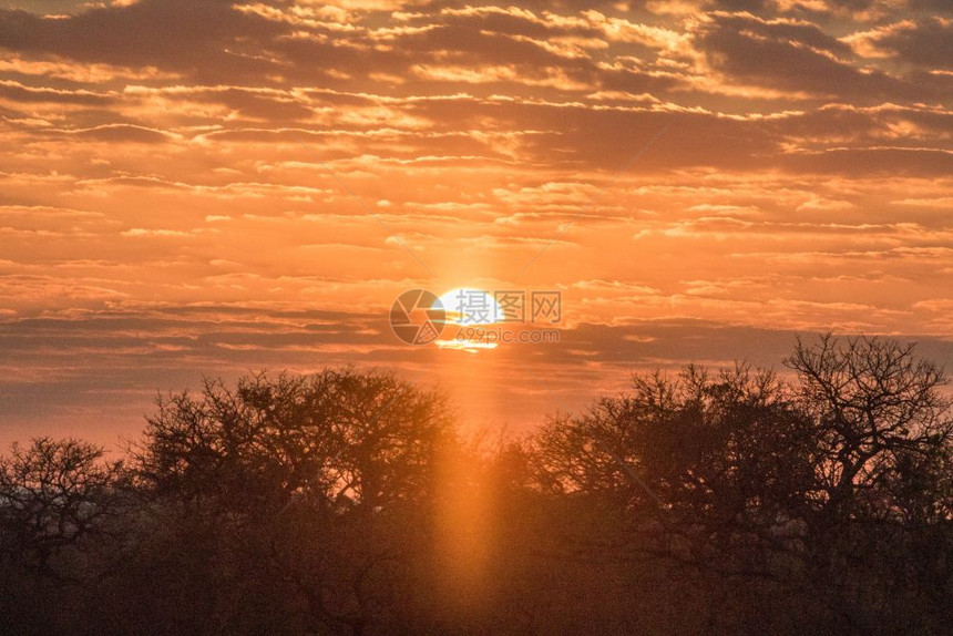 南非克鲁格公园的非洲日落图片