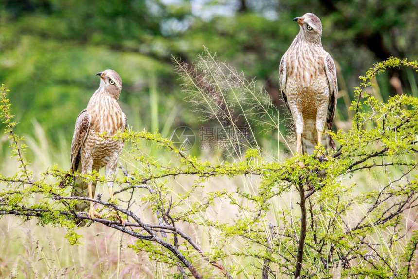 在博茨瓦纳奥卡万戈三角洲的一家分行上有两名幼童小猎鹰图片