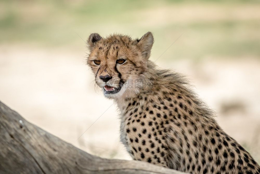 年轻的Cheetah看着周围在南非卡拉加迪横越边境公园图片