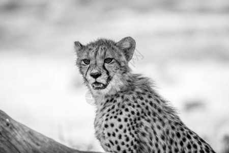 年轻Cheetah在南非卡拉加迪横越边境公园黑白相望图片
