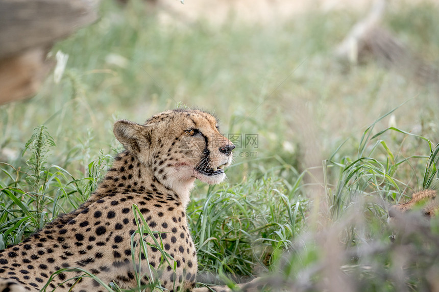 南非卡拉加迪跨边界公园高草地的Cheetah的侧面图图片