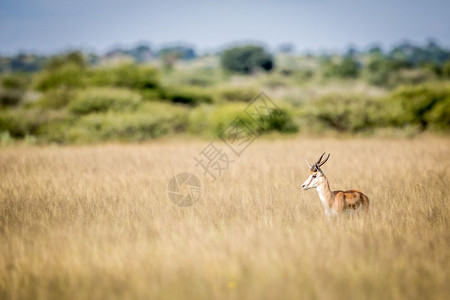 博茨瓦纳中部卡拉哈里狩猎保留地高草的Springbok的侧面简介图片