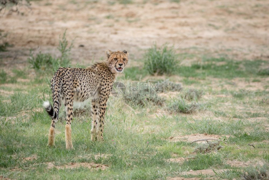 年轻的Cheetah站在南非卡拉加迪跨越边界公园的草地上图片