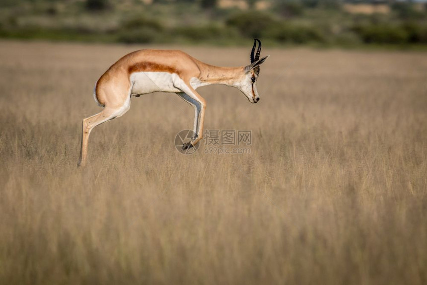 博茨瓦纳中部卡拉哈里狩猎保留地斯普林博克Springbokspringnking图片