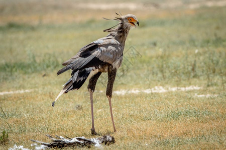 南非卡拉加迪横越边境公园的草地被宰杀秘书鸟儿高清图片