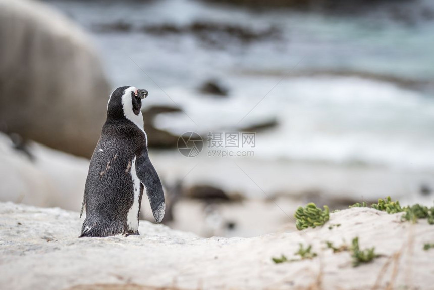 非洲企鹅站在沙地上南非图片